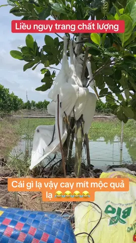 Liều nguy trang đi rung siêu ben ♥️♥️