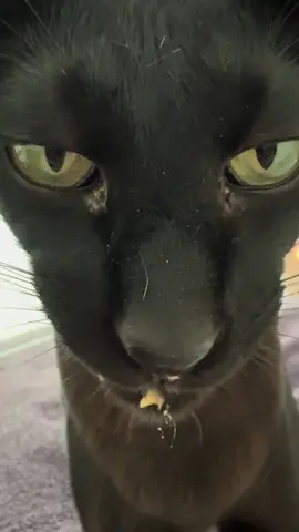 Hungry Larry #fyp #larry #evillarry 