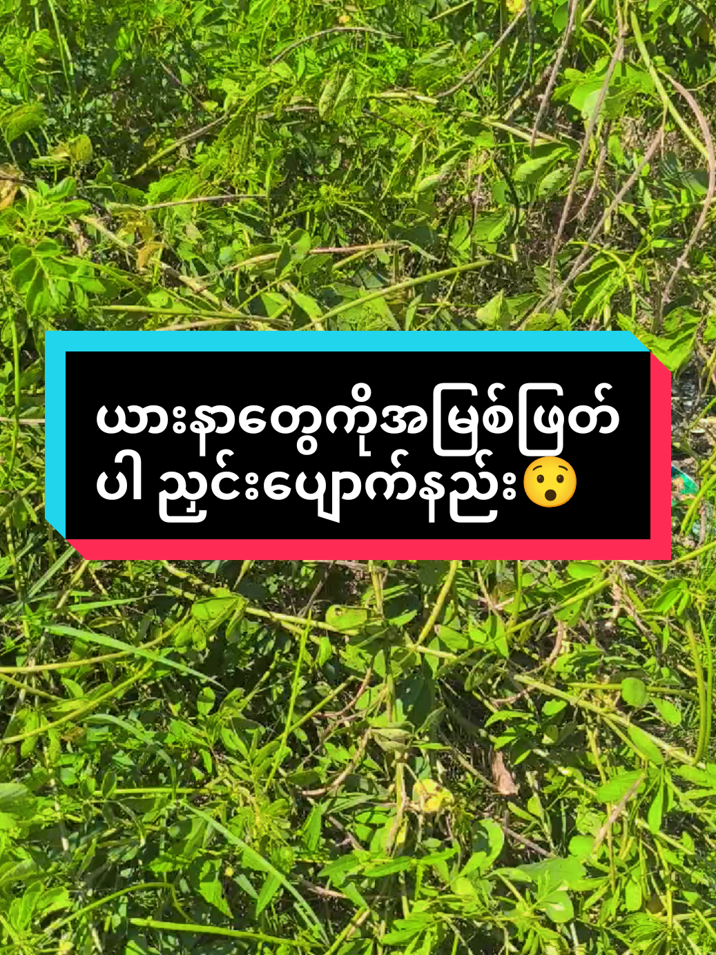 Replying to @mzo734696572030 #အကြောင်းပြန်လိုက်တယ်နော်🥰 #ကျန်းမာရေးဗဟုသုတ #ယားနာတွေကိုယ်အမြစ်ဖျက်ပါ #ညှင်း #ပြည်တွင်းဖြစ်fyp🙄ဘယ်ထိရောက်ရောက်ကွာ😍😍 @Ahmoon@vipsister @ahmoon(Organic2) 