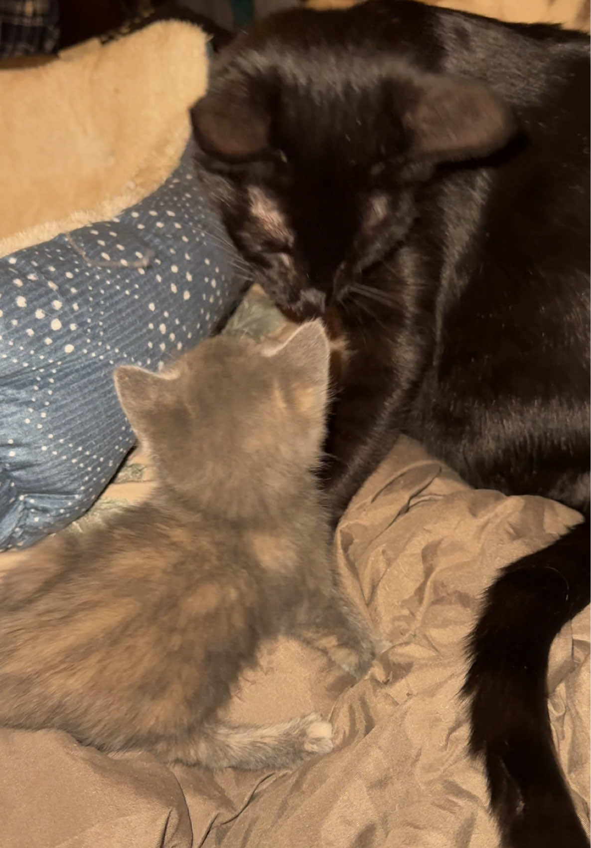 Newt’s playing with Dash and showing off her fearless tortietude! 🐾 This rescue kitten may be tiny, but her confidence is huge! Be sure to follow her adventures for more kitten cuteness. 💕 #Tortietude #RescueCat #KittenPlaytime #WujiKitty #CuteCats