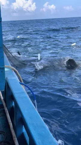 Cá ông mắc lưới #luoixu #xuhuong 