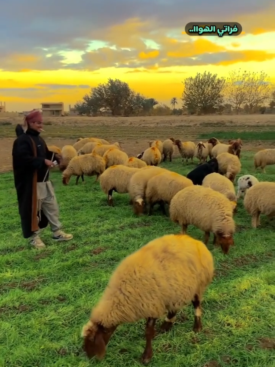 وين تلاقي راحة نفسية مثل هيجذ.. #nature #naturalhair #ريف_دير_الزور_الشرقي #alfrat13 