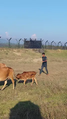 অনেকদিন পরে আমাদের গরু গোলা ভারতে নিয়ে গিয়েছিলাম 💐🇮🇳😎