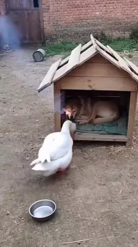 #videopro_gold #videopro_2 #the_best_mov #like_to_manager 