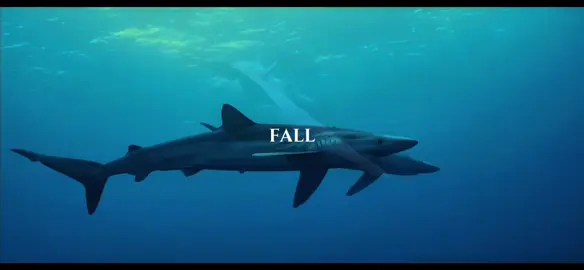 #ocean #marinebiologist #fallinlove   