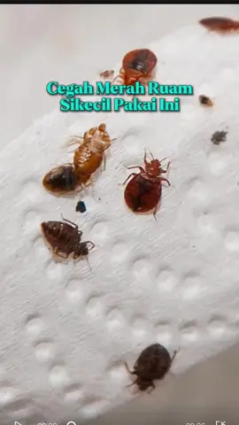 Membalas @onlineshop syifa gak perlu dijemur sampai di angkat angkat cukup spray aja loh kak #wiselieindonesia #wiselie #payday #paydaysale #gajiansale 