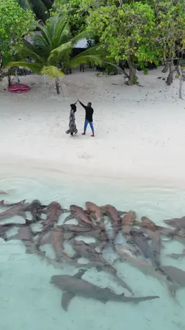 Vaavu thinadhoo shark beach 🏝️🦈☀️ #vaavuthinadhoo #sharkbeach #vaavuatoll #maldives #vistmaldives 