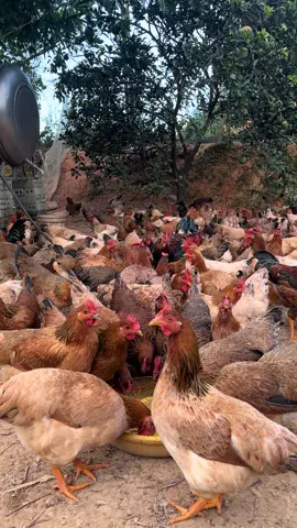 Gà Ta Lò đẹp như vẽ 3 tháng 20 ngày#xuhuong #channuoiga #ducngocvet 