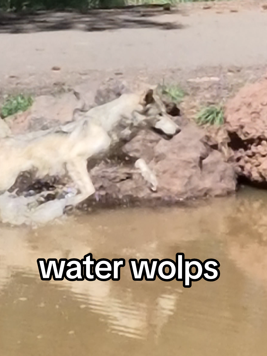 Did you know that there are subspecies of wolves called coastal wolves that live a semi-aquatic lifestyle by hunting primarily for marine life ❤️🐺 #wolf #wolfpack 