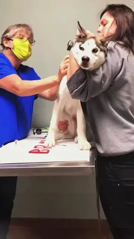 Try not to laugh when you watch 😂😂😂 #funny #dog #animals #funnyvideos #cat 