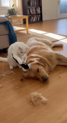 Cat tries to give the dog a haircut… ends up with bald spot! 😹#cat #dog #funny #pets #funnyanimals 
