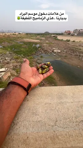 من ألطف و أنظف الحشرات ، تظهر في فترة محددة من السنة ثم تختفي💔 #قرية_الحقلة_بجيزان عصر اليوم  . #قرية_الحقلة #زموح #خنفساء #جيزان 