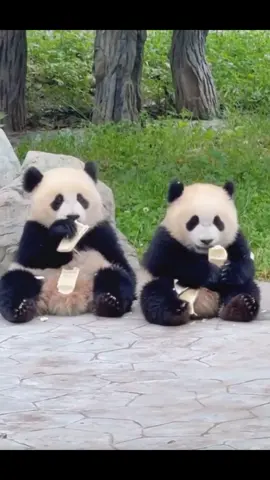 🐼Một ngày ở “thiên đường gấu trúc” Thành Đô 🇨🇳 Nơi những bé gấu trúc được chăm sóc như em bé, và du khách thì tan chảy vì độ đáng yêu quá mức chịu đựng! 📍Cơ sở nghiên cứu và nhân giống gấu trúc Thành Đô (Chengdu Research Base of Giant Panda Breeding). Ai mê động vật cute thì đừng bỏ qua nơi này nha! 💚#GauTruc #Chengdu #viralvideo  #TravelChina      #thinhhanhtiktok 