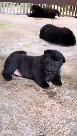 Mất điện là ko thấy nó đâu. #dog #cutedog 