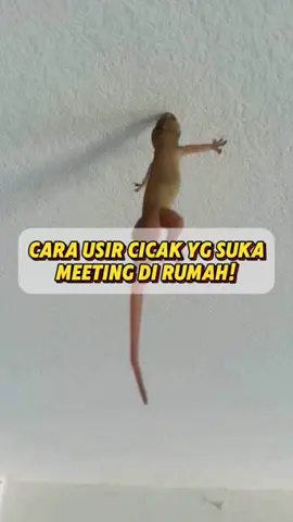 cobain deh spray pengusir cicak dari Bacuya ini yg ampuh usir cicak sampe jangka waktu yg lama🤩 #fyp #bacuya #pengusircicak #cicak #anticicak 