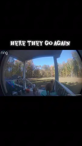 Bad ass goats 😮‍💨😂 #fyp #viral #roddyrodd89 