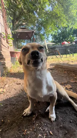 Ojitos bonitos 😍♥️ #tiktokpets #chihuahuastiktok #contenido #fyp #paratiiiiiiiiiiiiiiiiiiiiiiiiiiiiiii 