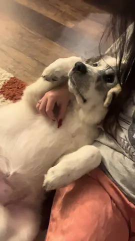 she’s getting so big 🥹 #dogs #dogsoftiktok #greatpyrenees #puppy #cute 