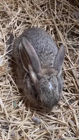#محمية #حياة_برية #ارانب_بريه #طبيعة #ارانب 