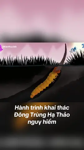 Hành trình khai thác đông trùng hạ thảo nguy hiểm #dongtrunghathao #khampha #kienthuc365 
