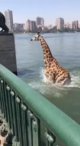 #ترند #اكسبلور_تيك_توك #asmr #ترندات_تيك_توك #الجديد_شديد 🦒🌊