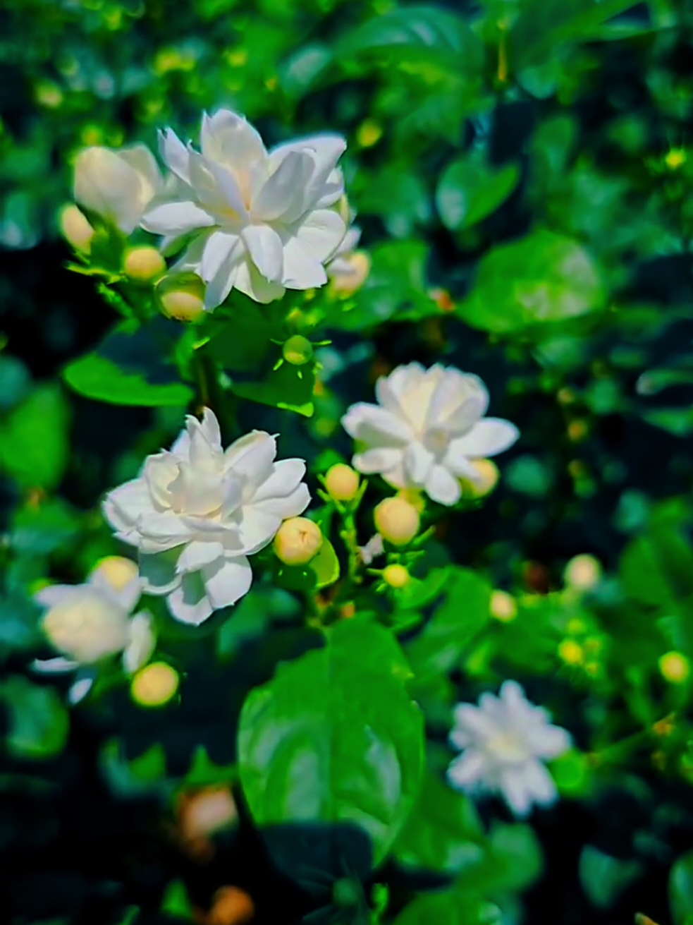 I love jasmine  #flowers #jasmine#စံပယ်ပန်း#flowers #naturemusic 