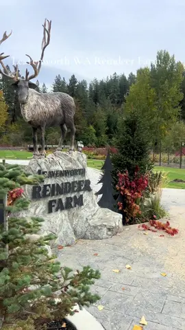 Travel to Levenworth Reindeer Farm amazing place to spend time with reindeers, chickens and fiends #leavenworth #reindeer #travel #traveltiktok #washingtonstate 