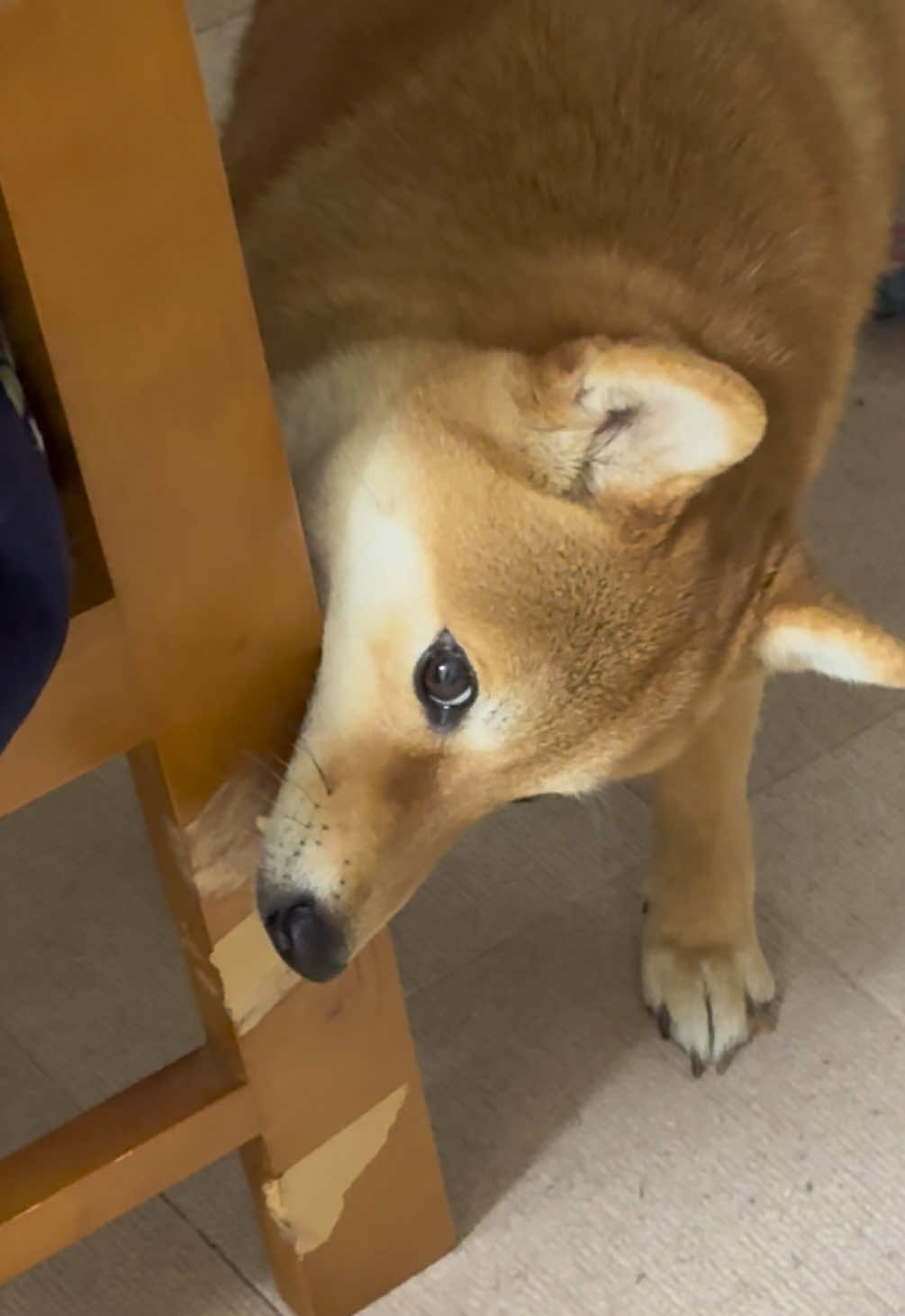 仕事中のかまってアピール 椅子の足編 噛んだら独特な声で怒られます #柴犬 #なつ 
