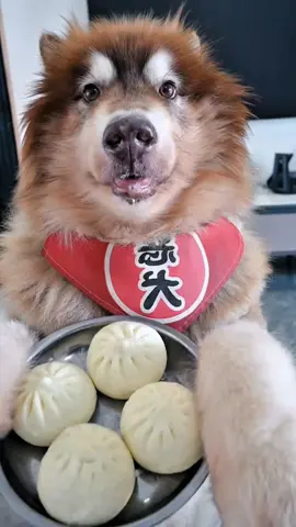 #funny #funnyvideos #dog 