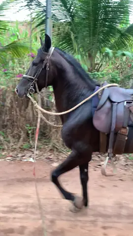Barack Magadom  #mangalargamarchador #cavalo #cavalgada #fy #horses 