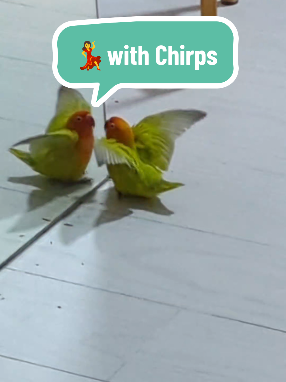 Lovebird Dance of Love #lovebirds #birdtok #parrot #dancer #cutepet 