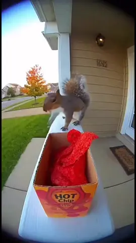 #tiktokindia #tiktok #monkeyface #china 