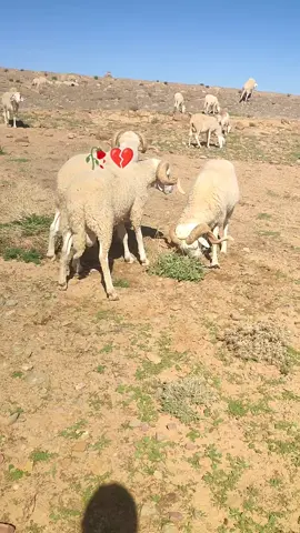 #لغواطي تحياالموالة_وين_مكانو💪💪💪🤍#🥀🖤  #fyppppppppppppppppppppppp 