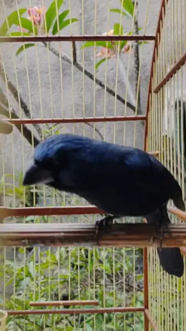 Azulão Yasuo abrindo a canturia! 🔥🎼#azulao #azulaoparana #azulaodonordeste #azulaooficial #azulaodobrasil 