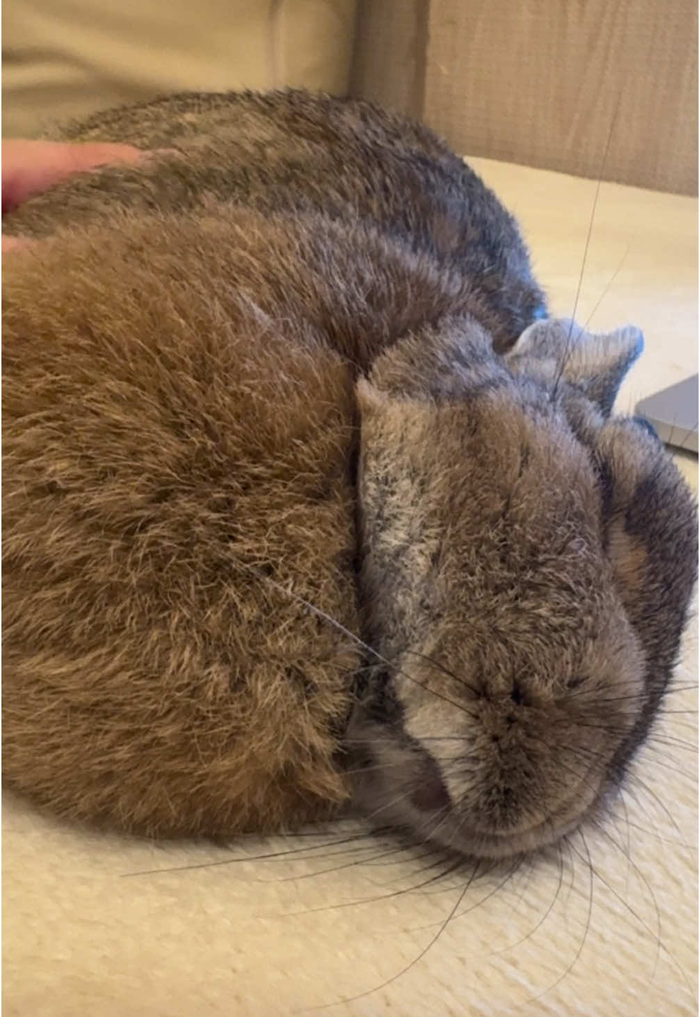 撫でながら寝ちゃうの愛おしすぎる😢💕 Falling asleep while being petted is just too adorable😢💕 #うさぎ #rabbits #bunny #寝落ち　#rabbitlovers 