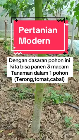 Dengan dasaran pohon langu kita akan mendapatkan pohon indah seperti ini. Selain itu pohon akan tahan hama serta penyakit bahkan bisa berusia puluhan tahun.. bibitnya ada di keranjang kuning ya  #petanimuda #petanimilenial #petanimodern #okulasitanaman #fyppp 