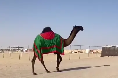 #الظفره🇦🇪 #مزاين_الظفره #فرديات_مزاين_الابل🔥 #مهرجان_الظفره #viral 