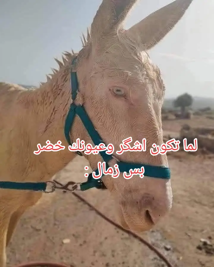 #لما تكون اشگر وعيونك خضر بس زمال :