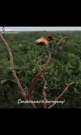 Mahkota cendrawasih melambangkan ciri khas orang papua...  Menurut sya dengan membakar mahkota cendrawasih papua tersebut bukan solusi ahkir.  Bnyak cara lain yg bisa yg bisa di lakukan.,  Salah satu contoh'nya bisa dikembalikan, dan di berikan kepada Seniman