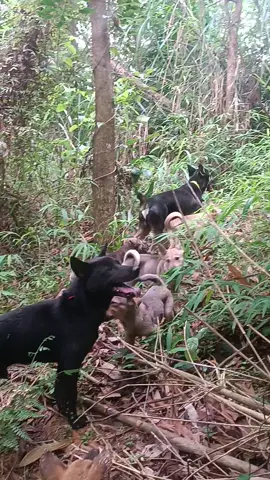 Cảnh này thật quen thuộc #huanluyenchosan #chosan #dongvathoangda #dongvat #yeudongvat 