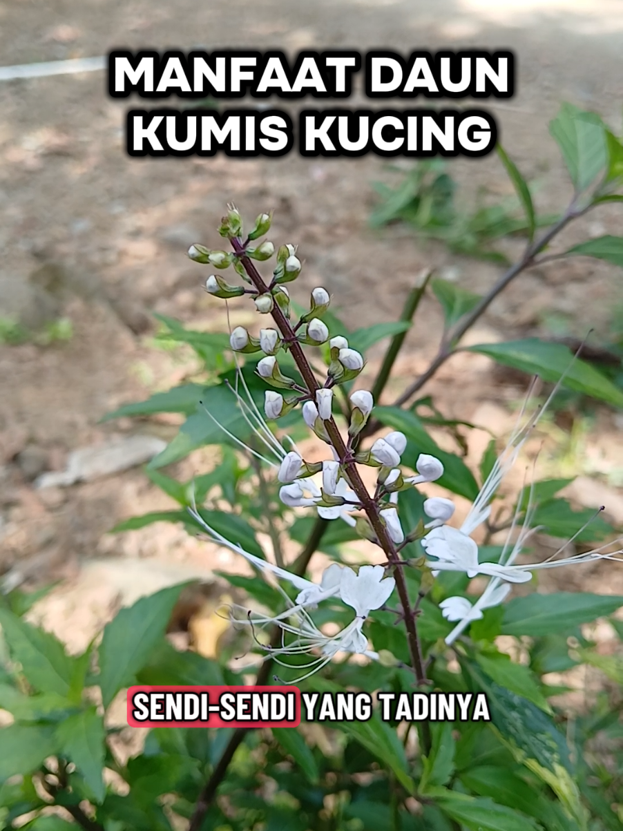 Simak sampe akhir vidio untuk dapat manfaatnya! #healthtrends #SelfCare #healthytips #kumiskucing #ginjalsehat 