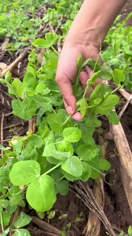 Đậ hà lan chuyên cắt ngon , cắt đi lại mọc thu hoạch được nhiều lần mọi người nên trồng thử nhé ,mọi người đặt giống ở giỏ hàng nhé #rau #cây #hoa 