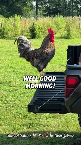 Good Morning from Rocky the Feathered Menace 🐓  #RockyTheRooster #SarcasticMornings #FarmHumor #Dadjokes #CountryLaughs             