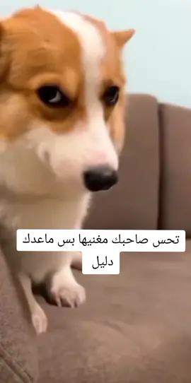 كوتي امور 😂 #اكسبلور #طششونيي🔫🥺😹💞 #مشاهير_تيك_توك #مالي_خلق_احط_هاشتاقات 