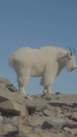 Why is that goat licking a cliff face? Because salt = survival. 🧂 Idaho’s mountain goats live in some of the toughest terrain, where minerals like sodium, calcium, and magnesium are key to muscle strength and hydration. They’ll trek miles for natural salt deposits — or even lick sweaty gear if they have to! It’s just one more reason to admire these sure-footed icons of the high country — and give them plenty of space when you see them on the trail. 🐐💨 #MountainGoats #VisitSandpoint #NorthIdaho #HikeIdaho #VisitIdaho #PNWAdventure #CabinetMountains #ScotchmanPeak #WildIdaho #NatureLovers #HikingLife #GoatFacts #WildlifeEncounters #AliceFordAdventures