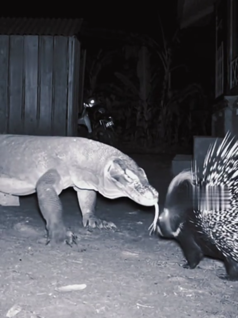 🐉 Komodo Dragon Gets a Face Full of Spikes After Messing with the Wrong Opponent! 🦔💥 Incredible CCTV footage captures the moment a massive Komodo dragon learns a painful lesson — never mess with a porcupine! The giant reptile creeps too close, only to be met with a sudden burst of flying quills straight to the face. ⚡😳 The dragon freezes, stunned by the unexpected counterattack, then backs away fast — leaving the fearless porcupine standing tall like a living fortress of spikes. Nature’s armor wins again! 🌙💪 🎥 Watch till the end to see this wild showdown — and don’t forget to follow @porcuworld for more unbelievable real-life animal battles! #fy #fyp #foryoupage #foryou #fyppppppppppppppppppppppp