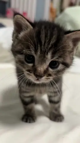 #cute #animals 