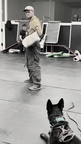 Protection training #dutchshepherd #knpvdutchie #igp #alwaystraining 