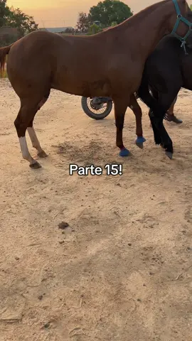 Parte 15 #animal #cavalo #egua #garanhão #horse 