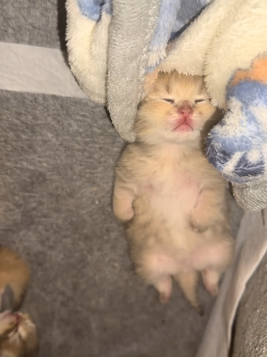 #cats #catsoftiktok #kitty #fy 